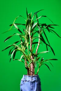 Surreal image of a tropical plant growing from denim shorts on green, by Tokyo photographer JG.